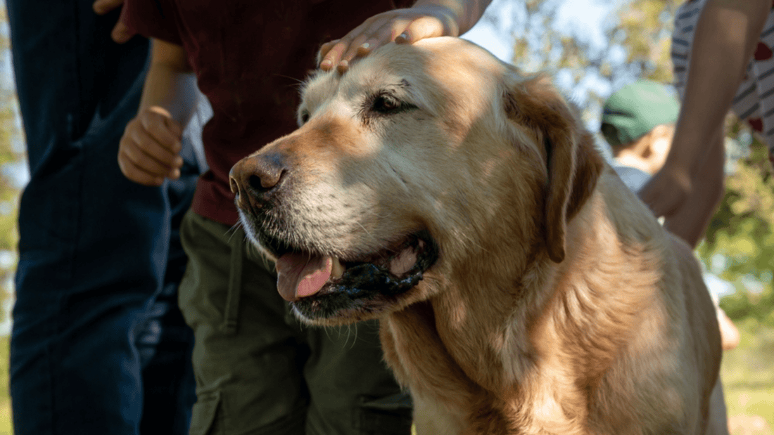 The Best Medicinal Mushrooms & Benefits for Pets