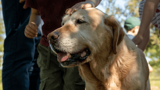 The Best Medicinal Mushrooms & Benefits for Pets