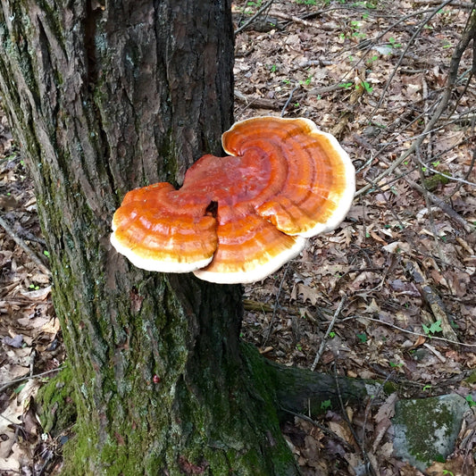 Benefits of Reishi Mushroom - Emerging Reishi Research