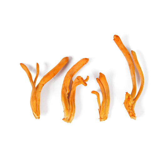 What is Cordyceps Mushroom?