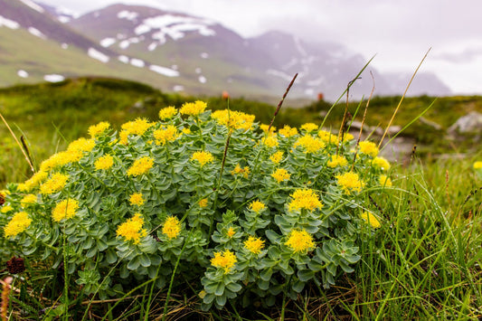 What Are Adaptogens? 5 Benefits of Rhodiola, The Golden Adaptogen