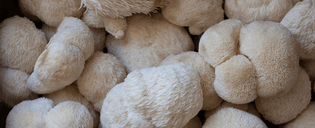 Newly Discovered Compounds in Lion's Mane Boosts Nerve Growth and Improves Memory