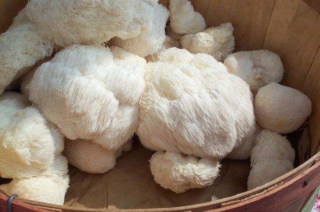Lion's Mane Is a Potent Promoter of Gastric Health