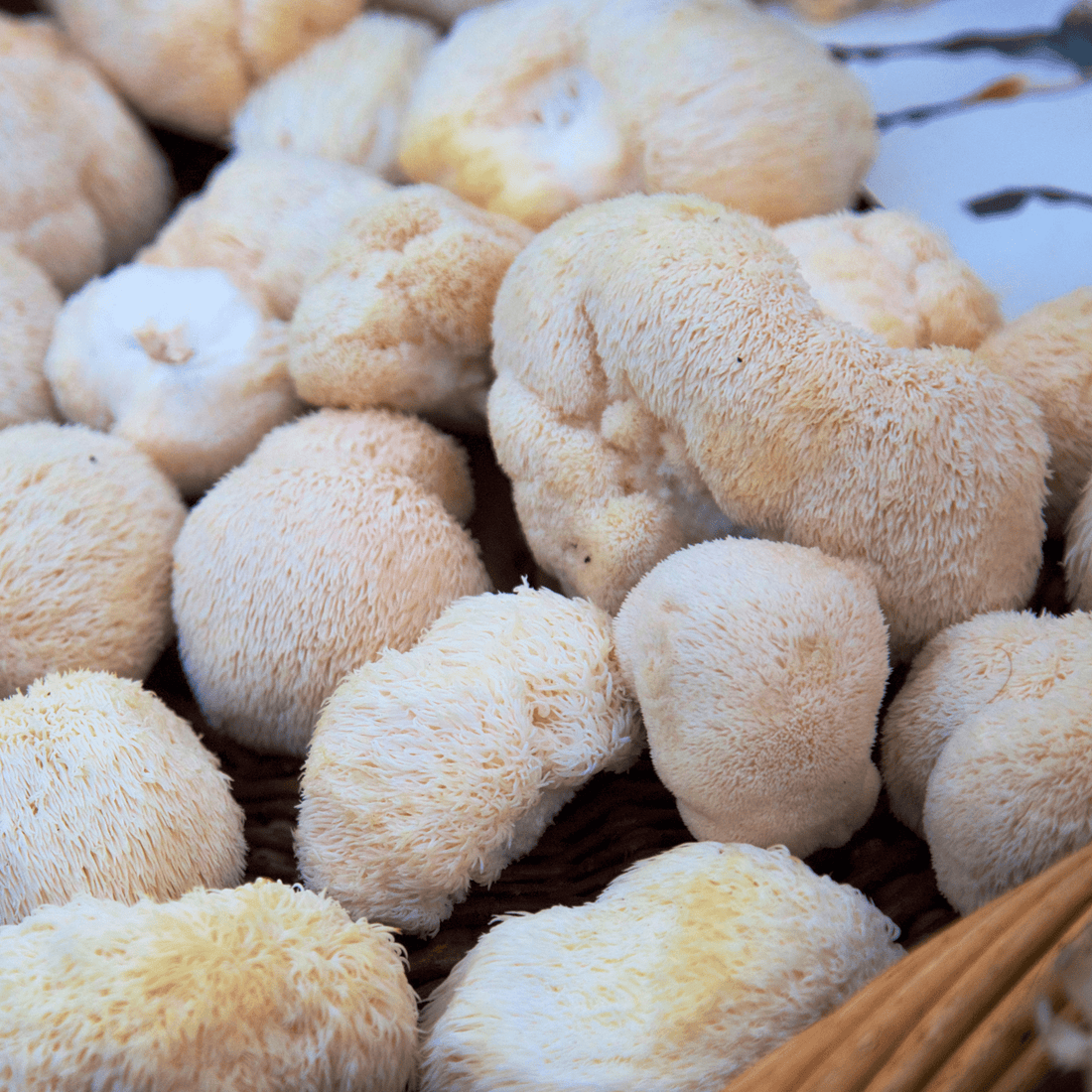 Lion's Mane mushrooms in a basket