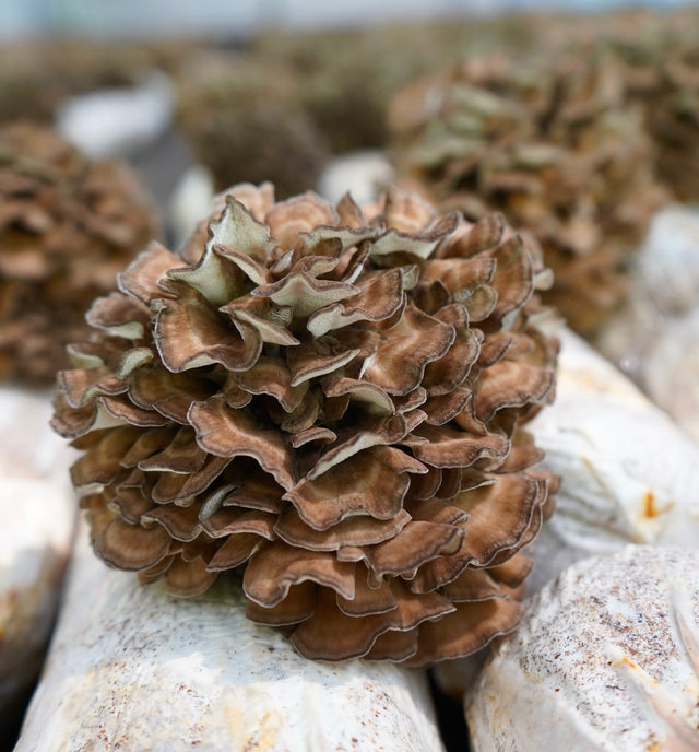 What Is Maitake (Grifola frondosa)? - All About the Incredible Dancing Mushroom