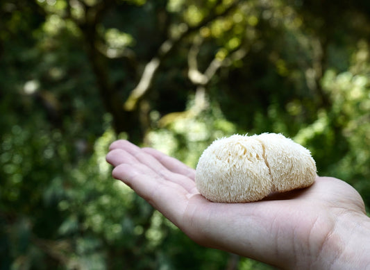 Can Lion's Mane Really Improve Cognitive Function?