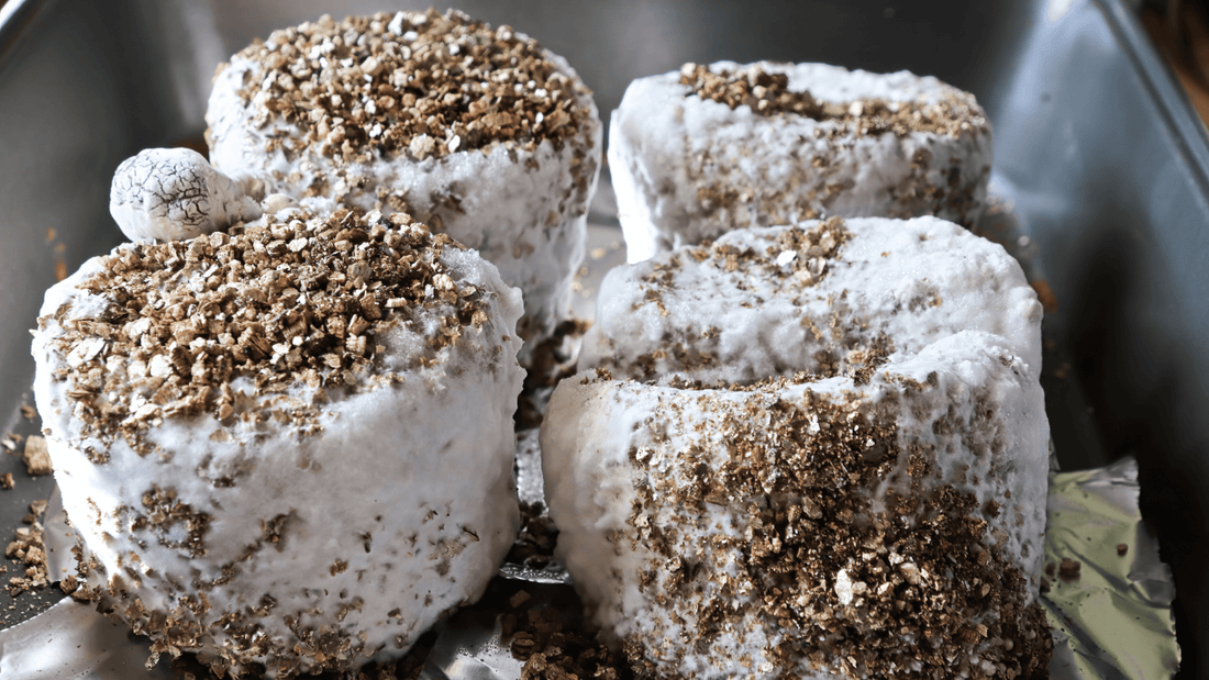 Mycelium grain blocks of mushrooms that are not fruiting yet