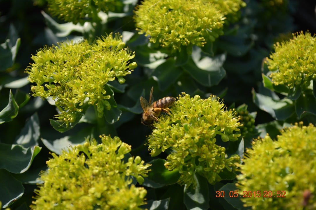 Rhodiola Rosea Research