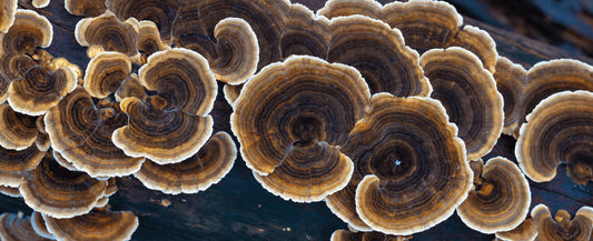 Beta Glucans 101: The Compounds That Make Mushrooms So Healthy