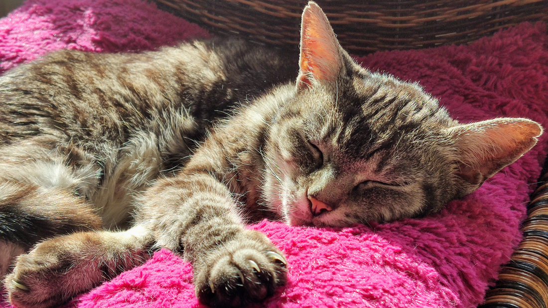 Sleeping cat on blanket in the sun