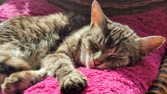 Sleeping cat on blanket in the sun