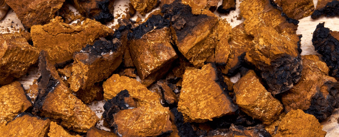 The Fantastic Antioxidant Powers of Chaga Mushrooms