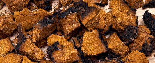 The Fantastic Antioxidant Powers of Chaga Mushrooms