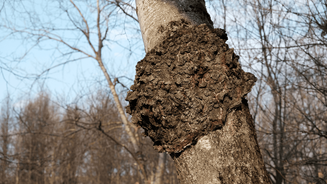 The Complete Guide to Chaga Mushrooms