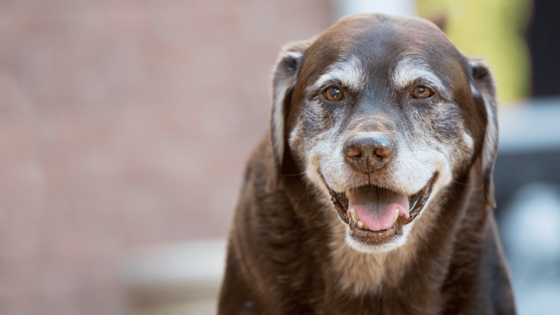 Elderly brown dog with white face smiling