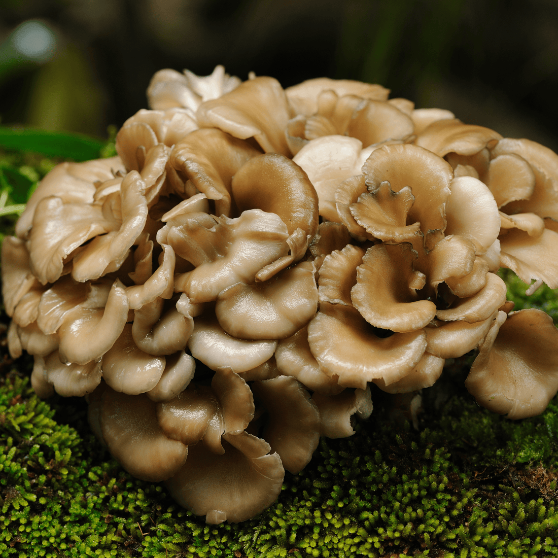 maitake mushroom in forest