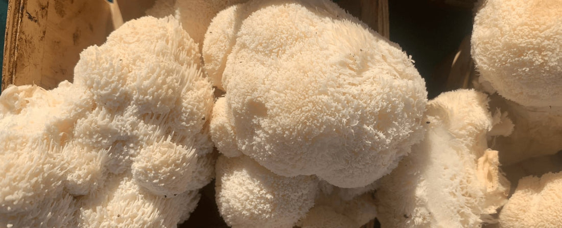 New Study Suggests Lion's Mane Can Improve Cognitive Function in Young Adults