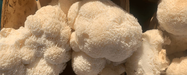 New Study Suggests Lion's Mane Can Improve Cognitive Function in Young Adults