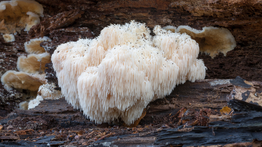 Lion's mane mushroom growing fluffy on a log
