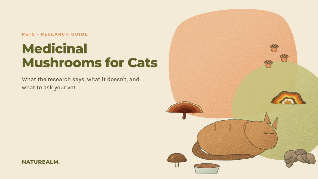 Colored-pencil sketch of a sleeping cat curled beside a food bowl, surrounded by Reishi, Turkey Tail, Shiitake, and Maitake mushrooms and paw prints