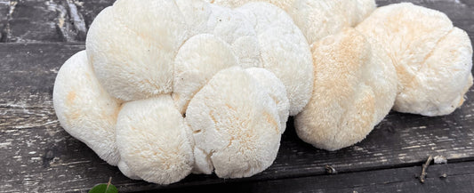 How Lion's Mane Can Help Treat Tinnitus Naturally