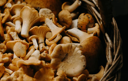 Turkey Tail vs. Cancer, Shiitake for Gut Health, and Extraction Tips