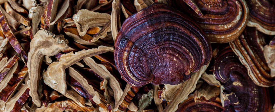 New Study Highlights the Potential of Reishi For Treating Gum Disease