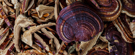 New Study Highlights the Potential of Reishi For Treating Gum Disease