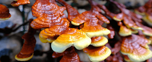 Reishi’s Role in Alzheimer’s Therapy: New Study Reviews Its Natural Potential
