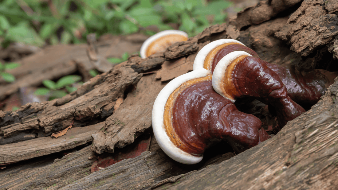 Reishi mushroom growing on log in forest