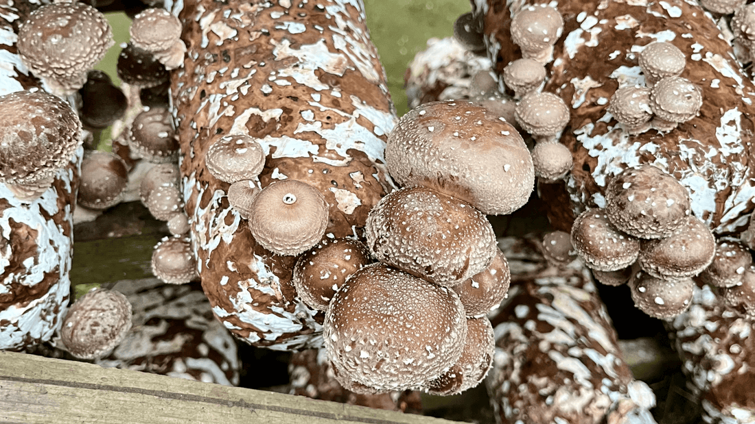 Shiitake mushrooms growing on log at shiitake mushroom farm
