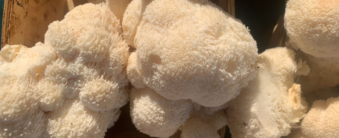 Lion's Mane Benefits: The Latest Studies & Scientific Research