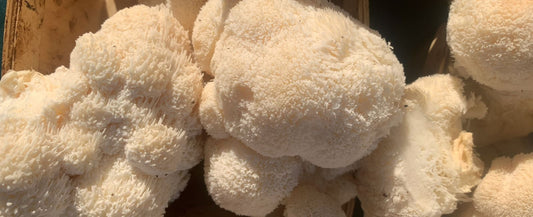 Lion's Mane Benefits: The Latest Studies & Scientific Research