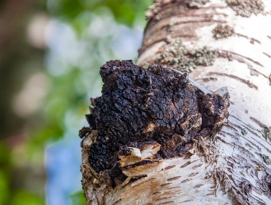 Chaga mushroom on tree trunk