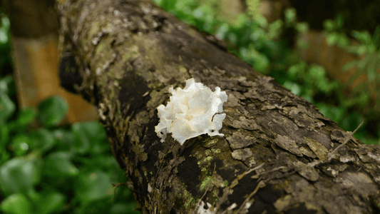 Tremella mushroom growing on log in forest