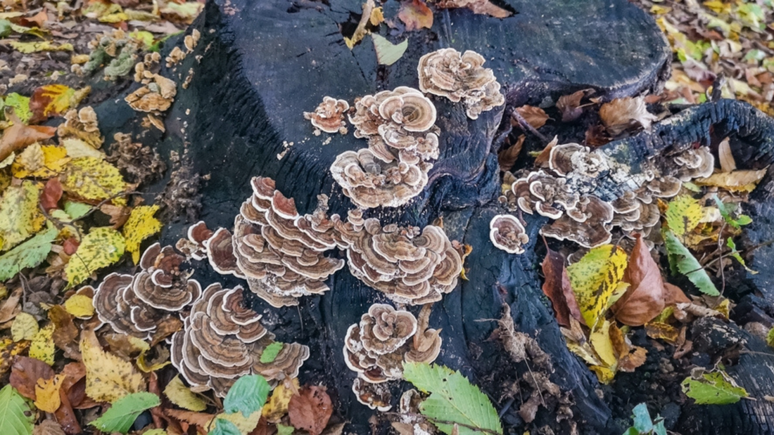 Turkey tail growing on logs in the fall with leaves