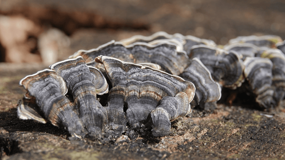 Turkey tail mushroom growing 
