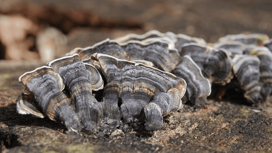 Turkey tail mushroom growing 